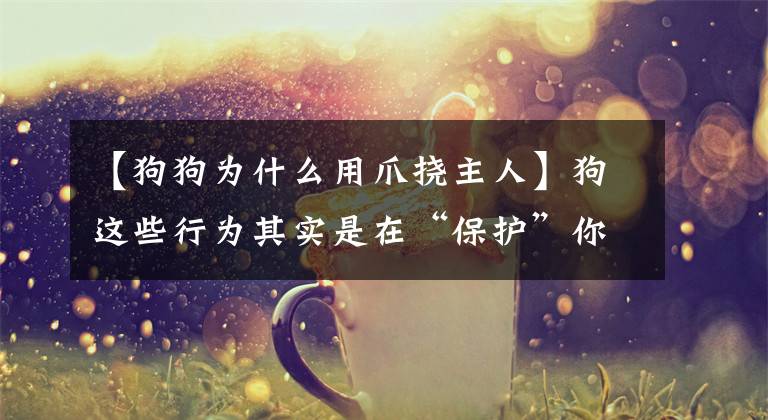 【狗狗为什么用爪挠主人】狗这些行为其实是在“保护”你，宠物狗不要误会文章配图