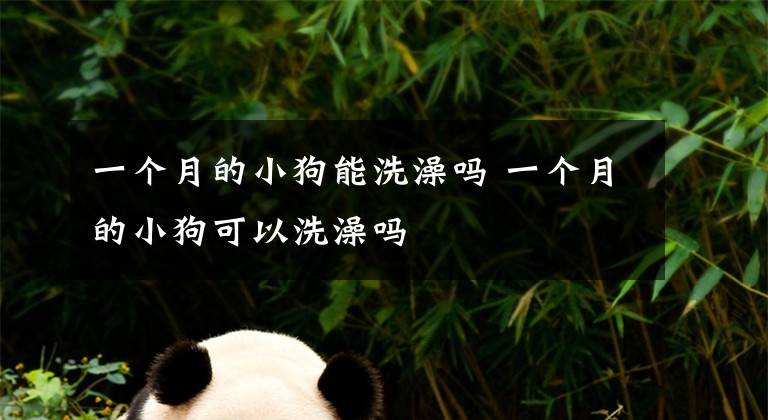 一个月的小狗能洗澡吗 一个月的小狗可以洗澡吗文章配图