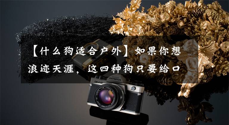 【什么狗适合户外】如果你想浪迹天涯，这四种狗只要给口饭，就一定会拼命跟着。(莎士比亚)。文章配图