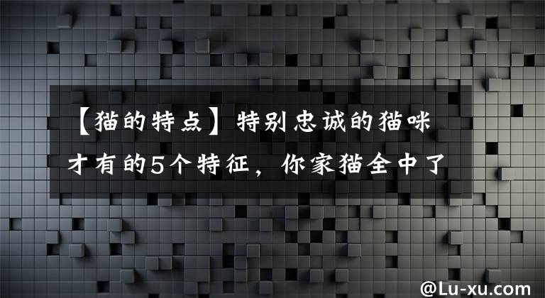 【猫的特点】特别忠诚的猫咪才有的5个特征，你家猫全中了吗？