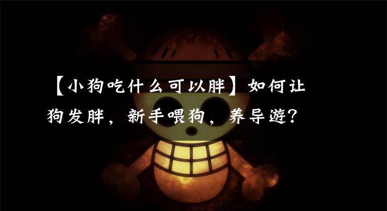 【小狗吃什么可以胖】如何让狗发胖，新手喂狗，养导游？文章配图
