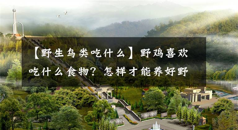 【野生鸟类吃什么】野鸡喜欢吃什么食物？怎样才能养好野鸡？文章配图