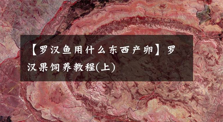 【罗汉鱼用什么东西产卵】罗汉果饲养教程(上)文章配图