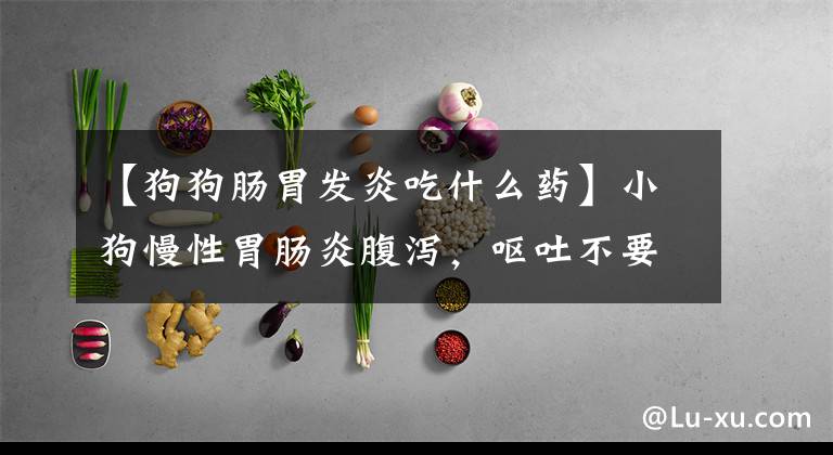 【狗狗肠胃发炎吃什么药】小狗慢性胃肠炎腹泻，呕吐不要着急，吃药吧。宠物医生说3分治疗7分护理文章配图