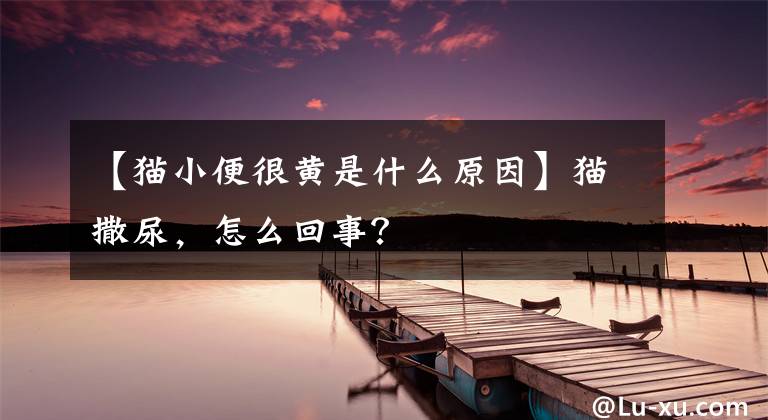 【猫小便很黄是什么原因】猫撒尿，怎么回事？文章配图