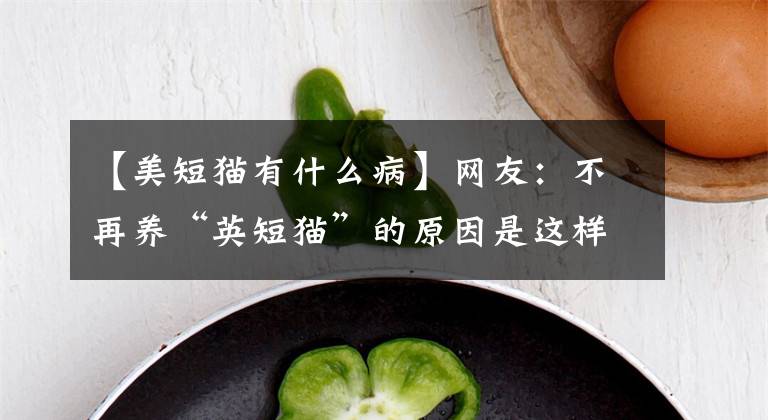 【美短猫有什么病】网友：不再养“英短猫”的原因是这样的。文章配图