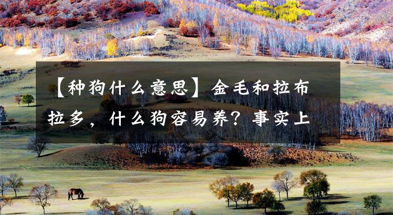 【种狗什么意思】金毛和拉布拉多，什么狗容易养？事实上，金毛有明显的缺点文章配图