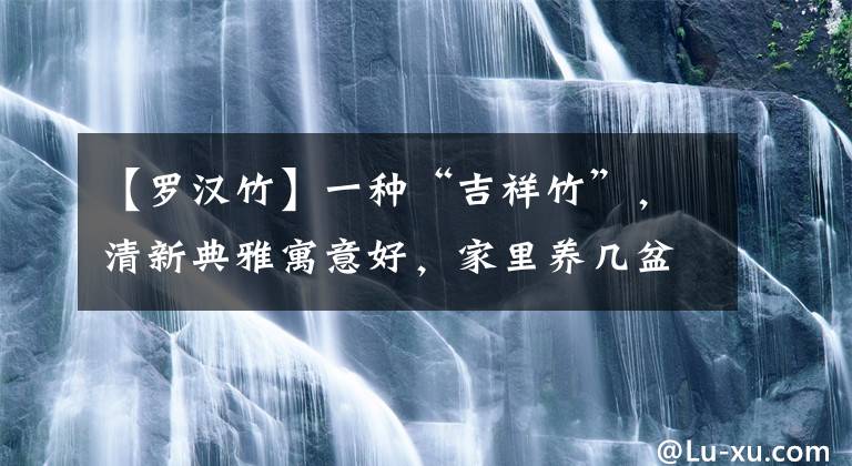 【罗汉竹】一种“吉祥竹”，清新典雅寓意好，家里养几盆，旺财又守家