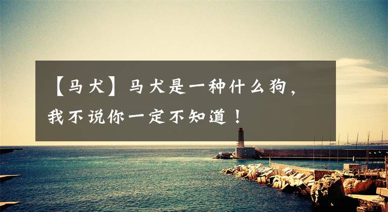 【马犬】马犬是一种什么狗，我不说你一定不知道！文章配图