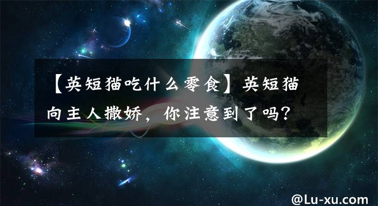 【英短猫吃什么零食】英短猫向主人撒娇，你注意到了吗？文章配图