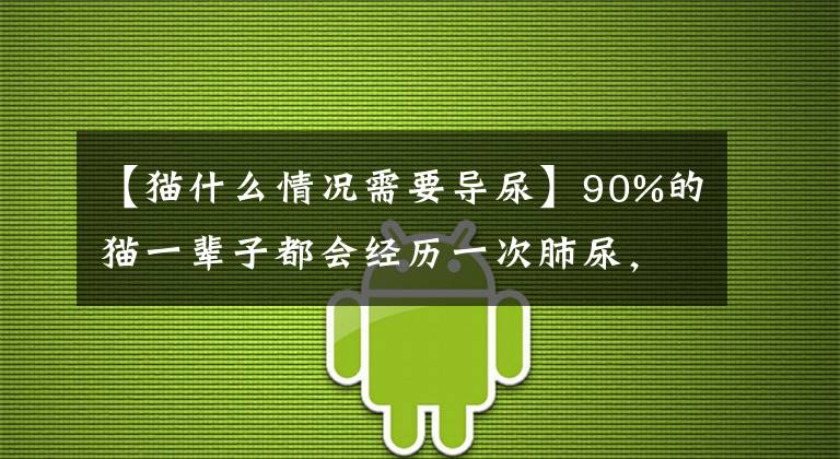 【猫什么情况需要导尿】90%的猫一辈子都会经历一次肺尿，铲屎官如何及早发现并预防恶化？文章配图