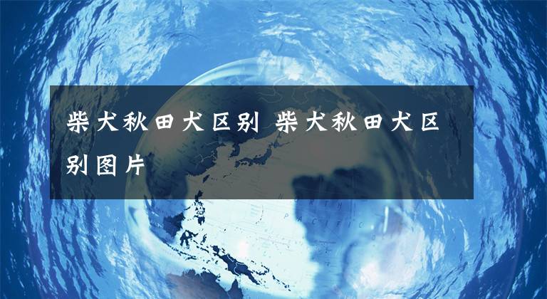 柴犬秋田犬区别 柴犬秋田犬区别图片文章配图