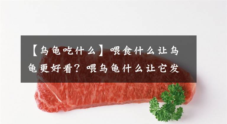 【乌龟吃什么】喂食什么让乌龟更好看？喂乌龟什么让它发色？哪种发色粮最好？