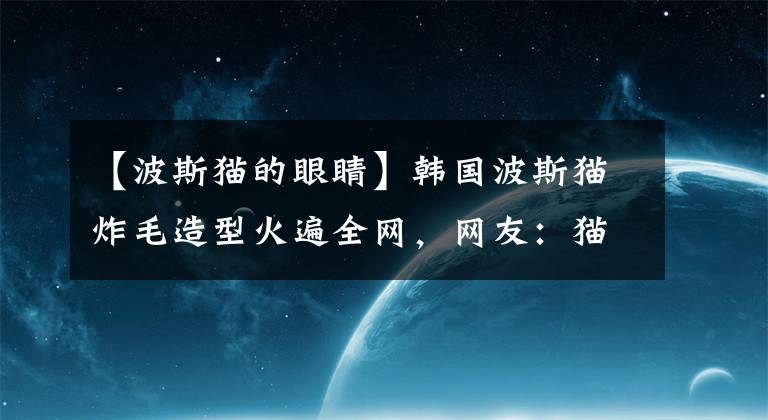 【波斯猫的眼睛】韩国波斯猫炸毛造型火遍全网，网友：猫界的“鳌拜”来了