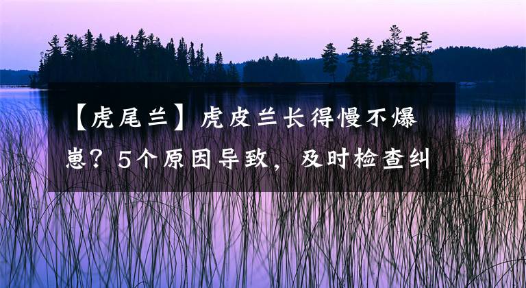 【虎尾兰】虎皮兰长得慢不爆崽？5个原因导致，及时检查纠正，新芽挤满盆