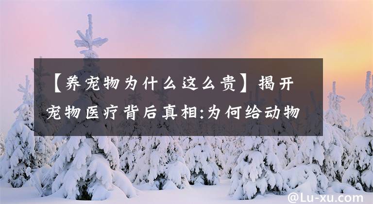 【养宠物为什么这么贵】揭开宠物医疗背后真相:为何给动物看病比人还贵?