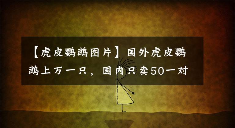 【虎皮鹦鹉图片】国外虎皮鹦鹉上万一只，国内只卖50一对，到底差在哪？