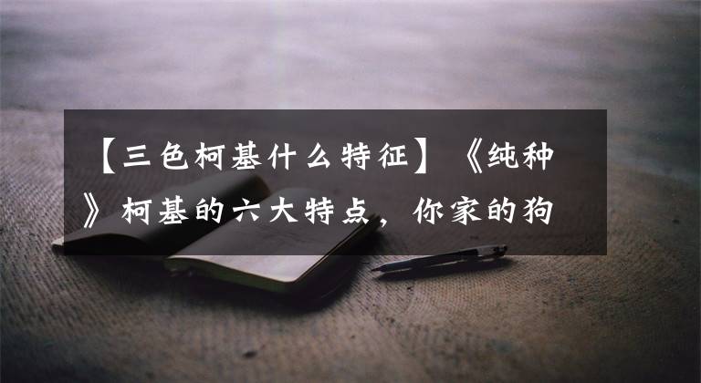 【三色柯基什么特征】《纯种》柯基的六大特点，你家的狗是串串吗？文章配图