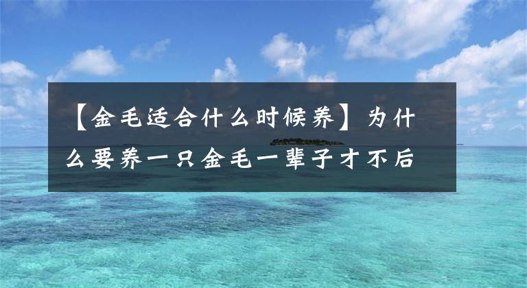 【金毛适合什么时候养】为什么要养一只金毛一辈子才不后悔？文章配图