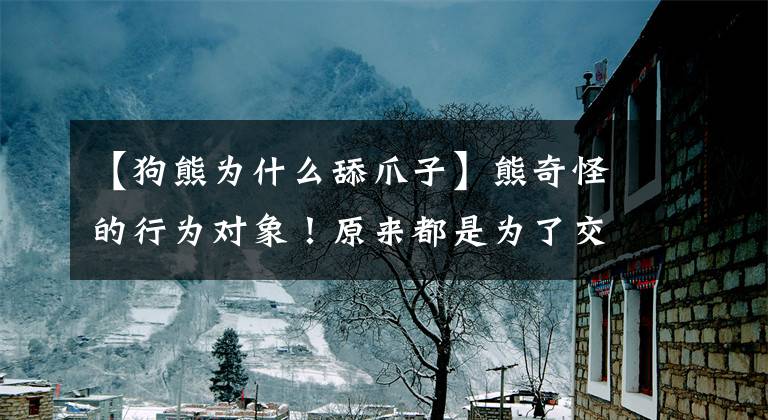 【狗熊为什么舔爪子】熊奇怪的行为对象！原来都是为了交流而传递的密码文章配图