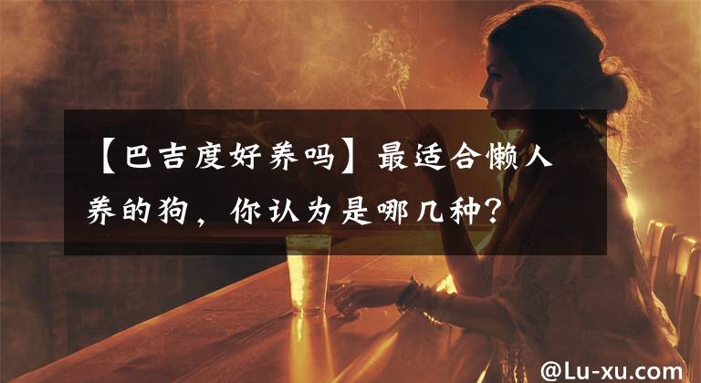 【巴吉度好养吗】最适合懒人养的狗，你认为是哪几种？