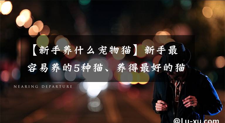 【新手养什么宠物猫】新手最容易养的5种猫、养得最好的猫和最适合新手养的猫是什么？文章配图