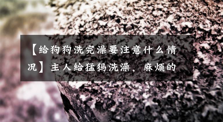 【给狗狗洗完澡要注意什么情况】主人给猛犸洗澡，麻烦的不仅是狗的毛，还要注意这六点。文章配图
