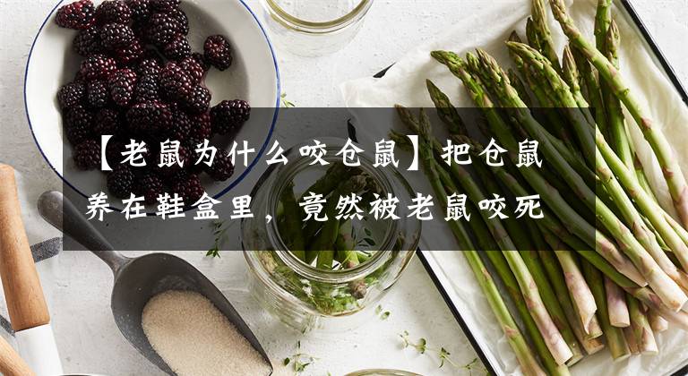 【老鼠为什么咬仓鼠】把仓鼠养在鞋盒里，竟然被老鼠咬死了文章配图