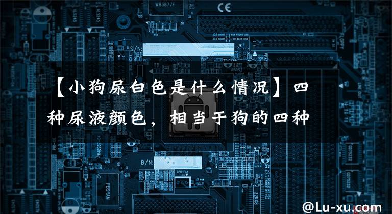 【小狗尿白色是什么情况】四种尿液颜色，相当于狗的四种身体疾病，你的狗健康吗？文章配图