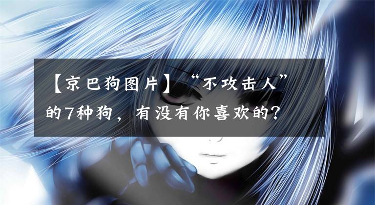 【京巴狗图片】“不攻击人”的7种狗，有没有你喜欢的？