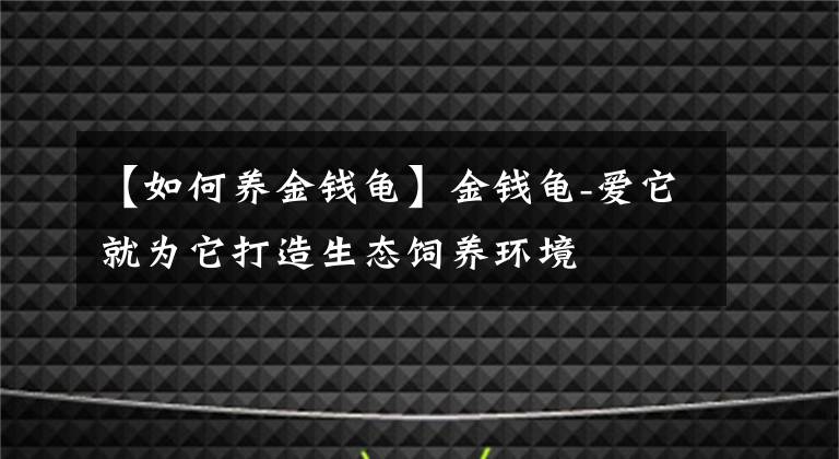 【如何养金钱龟】金钱龟-爱它就为它打造生态饲养环境