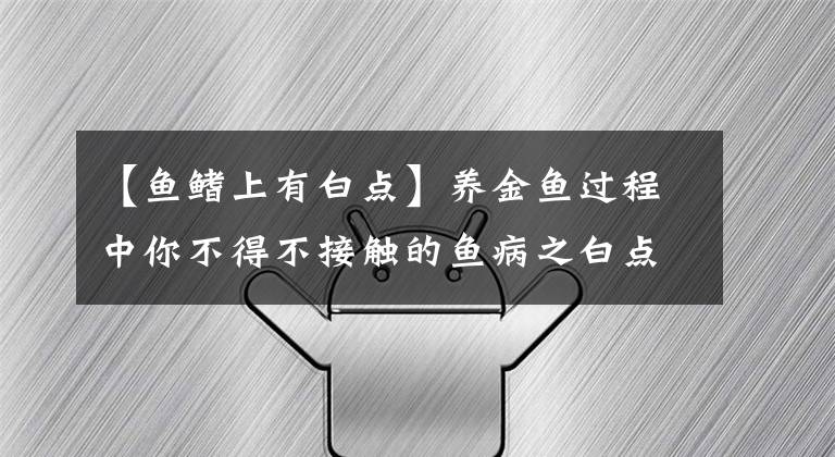 【鱼鳍上有白点】养金鱼过程中你不得不接触的鱼病之白点