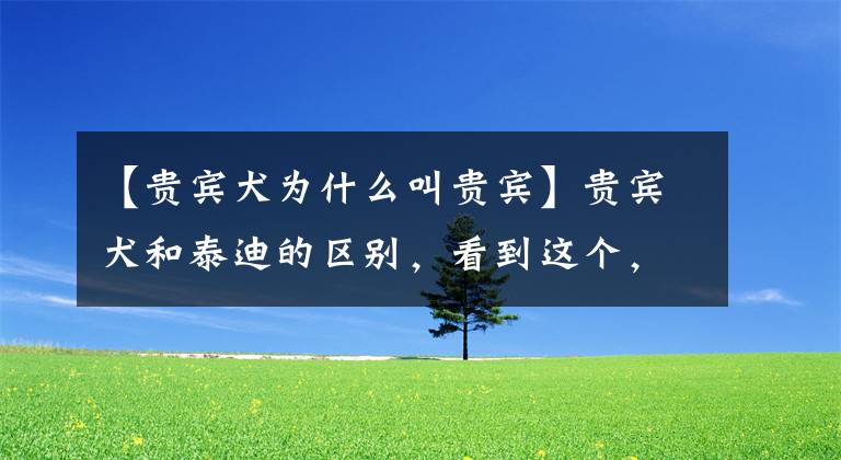 【贵宾犬为什么叫贵宾】贵宾犬和泰迪的区别，看到这个，我终于明白了文章配图