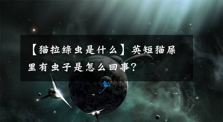 【猫拉绦虫是什么】英短猫屎里有虫子是怎么回事？文章配图