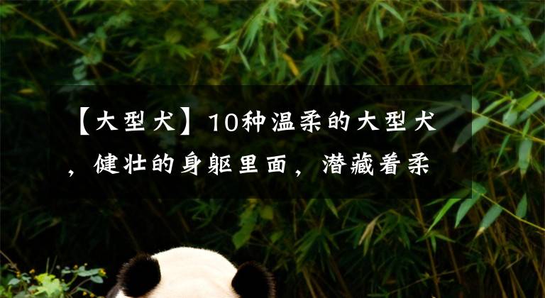 【大型犬】10种温柔的大型犬，健壮的身躯里面，潜藏着柔软的心灵