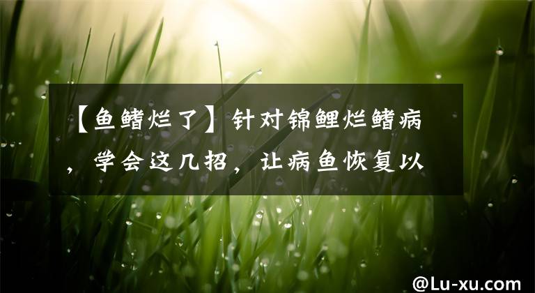 【鱼鳍烂了】针对锦鲤烂鳍病，学会这几招，让病鱼恢复以往的活力