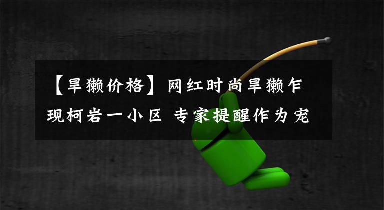 【旱獭价格】网红时尚旱獭乍现柯岩一小区 专家提醒作为宠物养殖需谨慎