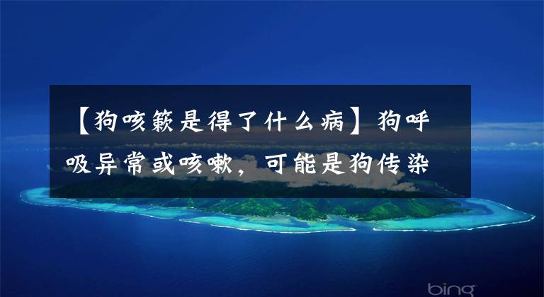 【狗咳簌是得了什么病】狗呼吸异常或咳嗽，可能是狗传染病、流感、外伤、甚至癌症文章配图