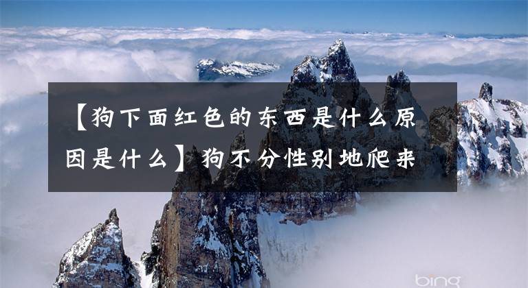 【狗下面红色的东西是什么原因是什么】狗不分性别地爬来爬去“锁”的交配和奇怪的知识又增加了文章配图