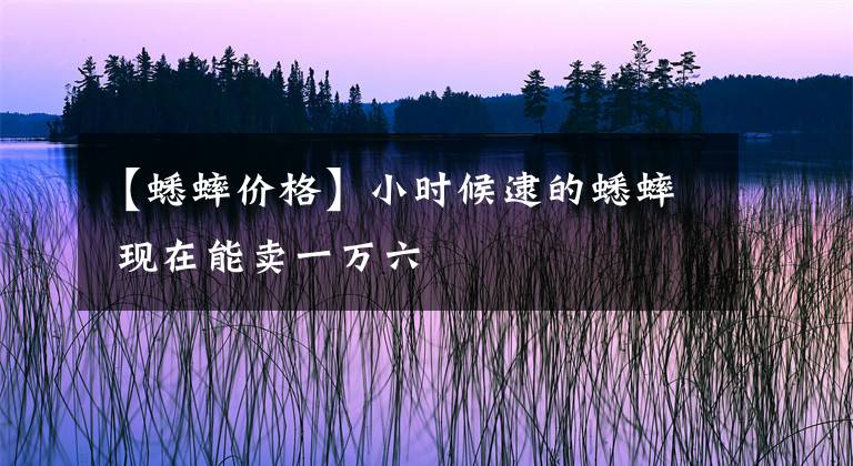 【蟋蟀价格】小时候逮的蟋蟀 现在能卖一万六