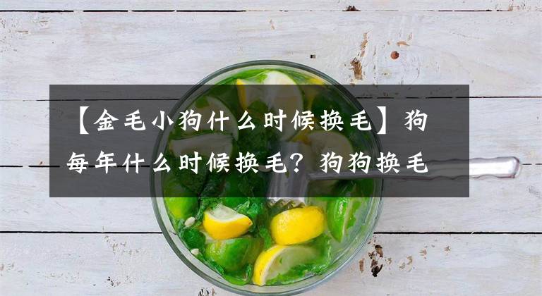 【金毛小狗什么时候换毛】狗每年什么时候换毛？狗狗换毛期间有什么注意事项？文章配图