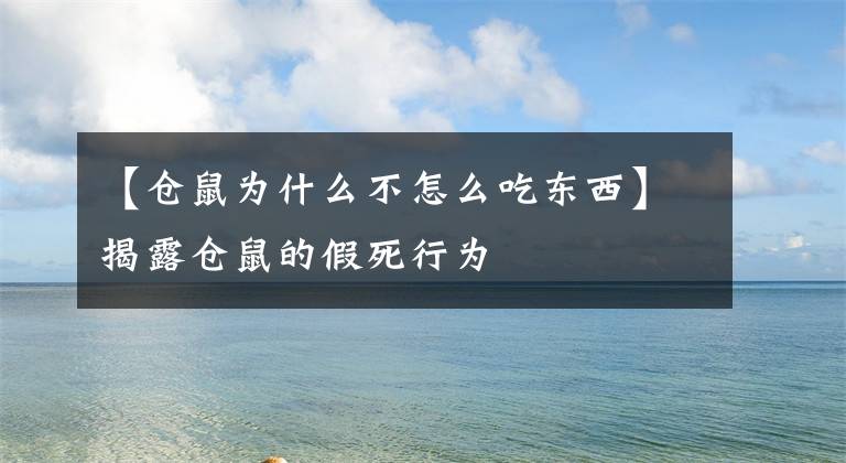 【仓鼠为什么不怎么吃东西】揭露仓鼠的假死行为