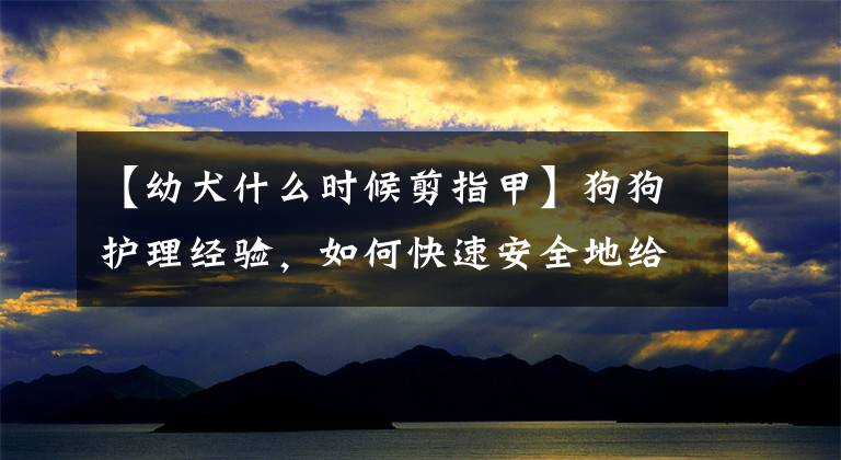 【幼犬什么时候剪指甲】狗狗护理经验，如何快速安全地给狗狗剪指甲？文章配图