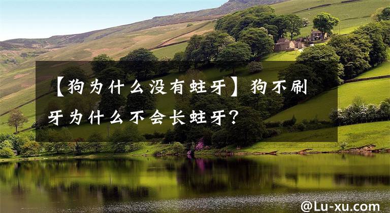 【狗为什么没有蛀牙】狗不刷牙为什么不会长蛀牙？文章配图