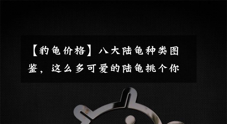 【豹龟价格】八大陆龟种类图鉴，这么多可爱的陆龟挑个你们喜欢的？