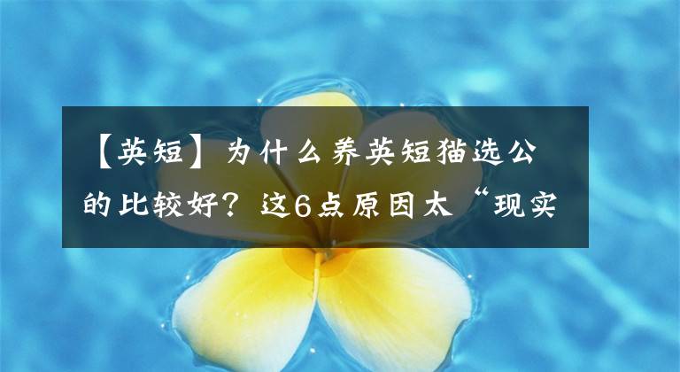 【英短】为什么养英短猫选公的比较好？这6点原因太“现实”了