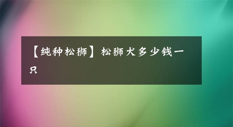 【纯种松狮】松狮犬多少钱一只