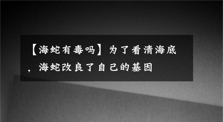 【海蛇有毒吗】为了看清海底，海蛇改良了自己的基因