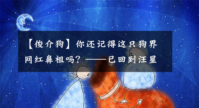 【俊介狗】你还记得这只狗界网红鼻祖吗？——已回到汪星球的汪星人俊介