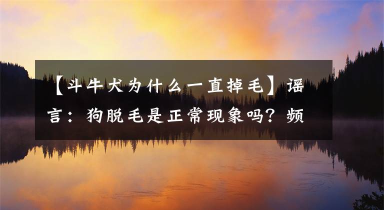 【斗牛犬为什么一直掉毛】谣言：狗脱毛是正常现象吗？频繁或大面积脱毛可能是疾病引起的文章配图